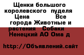 Щенки большого (королевского) пуделя › Цена ­ 25 000 - Все города Животные и растения » Собаки   . Ненецкий АО,Ома д.